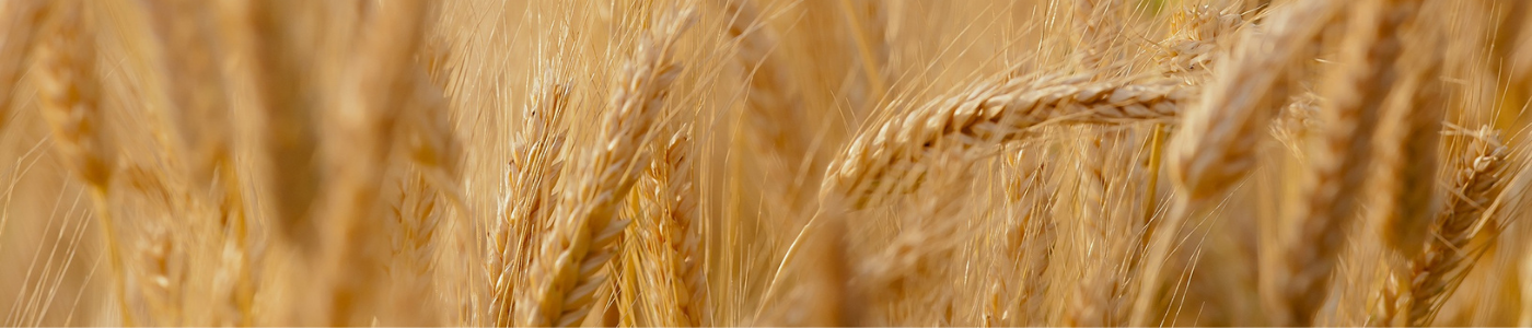 Harvest