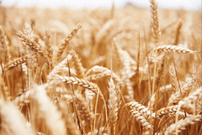 CBOT wheat futures down