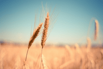 Wheat cooling off & new labor government agriculture