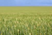 CBOT wheat futures down