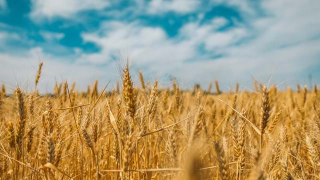 Grains Industry Biosecurity