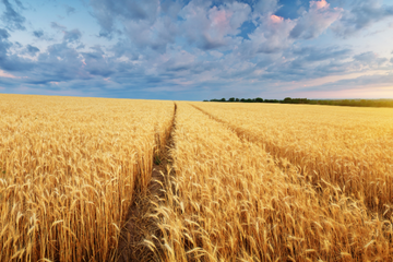 ISCC sustainable grain certification
